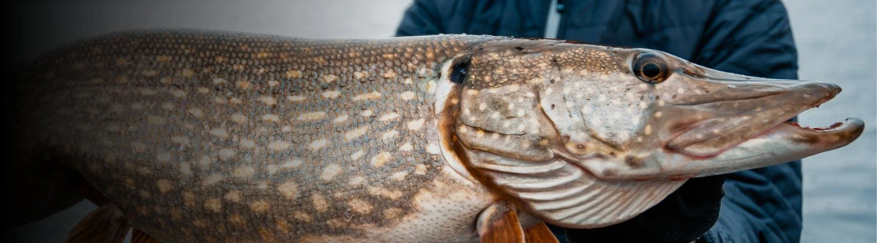 Schneller zum Zielfisch mit JAEGER